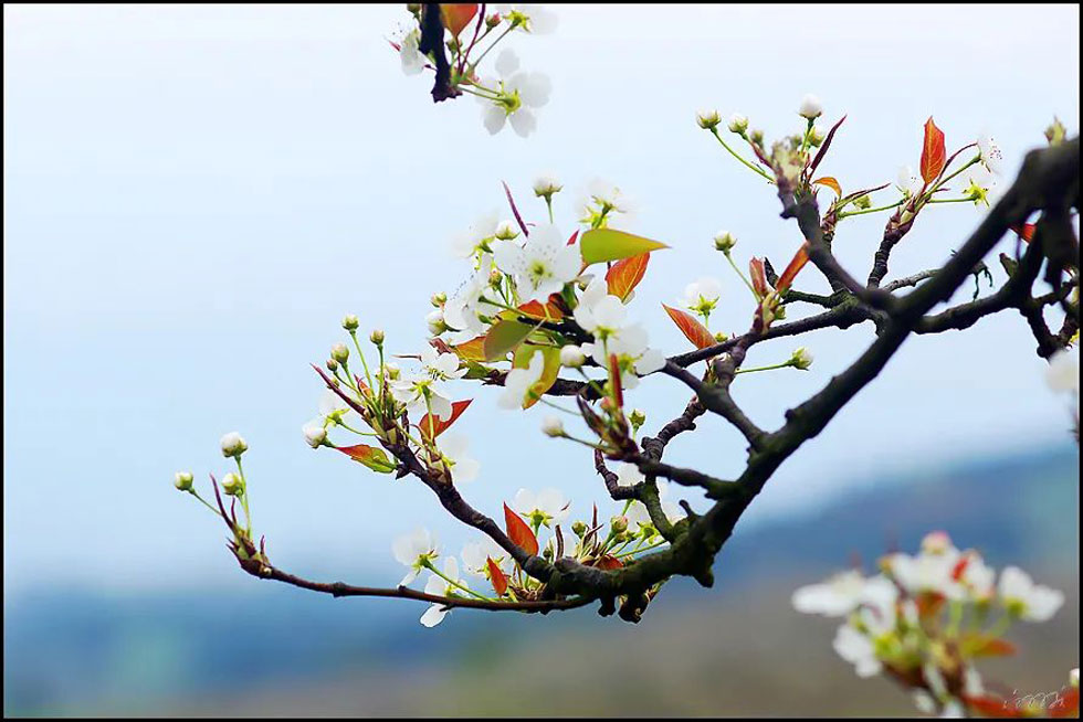 【春天,广西桂林灌阳县向您发出邀请!】我们在灌阳看梨花 - 游山玩水 - 包头生活社区 - 包头28生活网 bt.28life.com