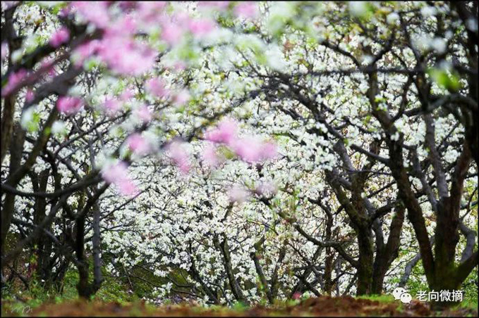【春天,广西桂林灌阳县向您发出邀请!】我们在灌阳看梨花 - 游山玩水 - 包头生活社区 - 包头28生活网 bt.28life.com