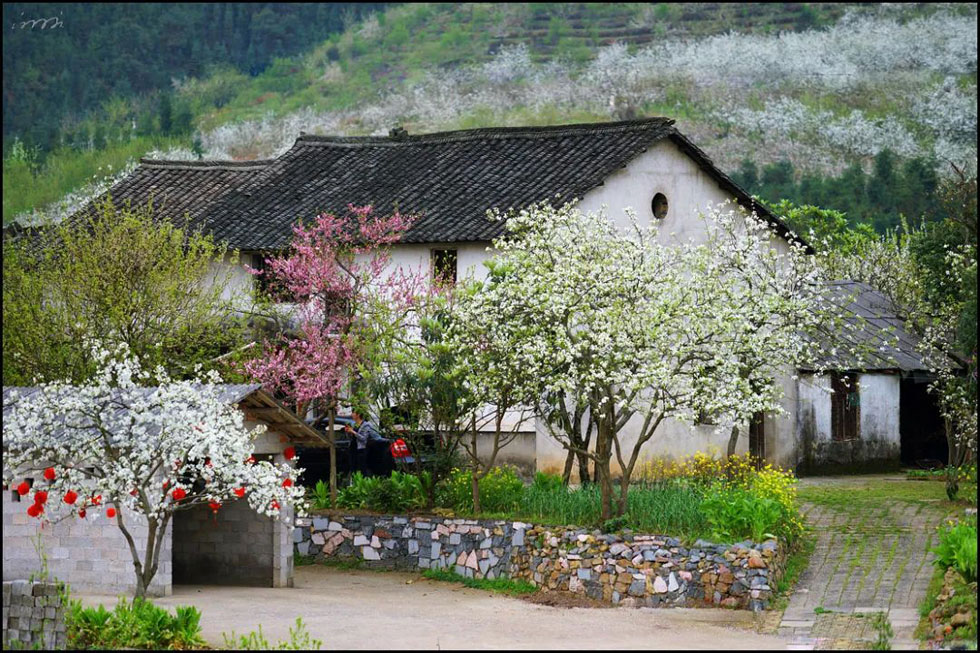 【春天,广西桂林灌阳县向您发出邀请!】我们在灌阳看梨花 - 游山玩水 - 包头生活社区 - 包头28生活网 bt.28life.com