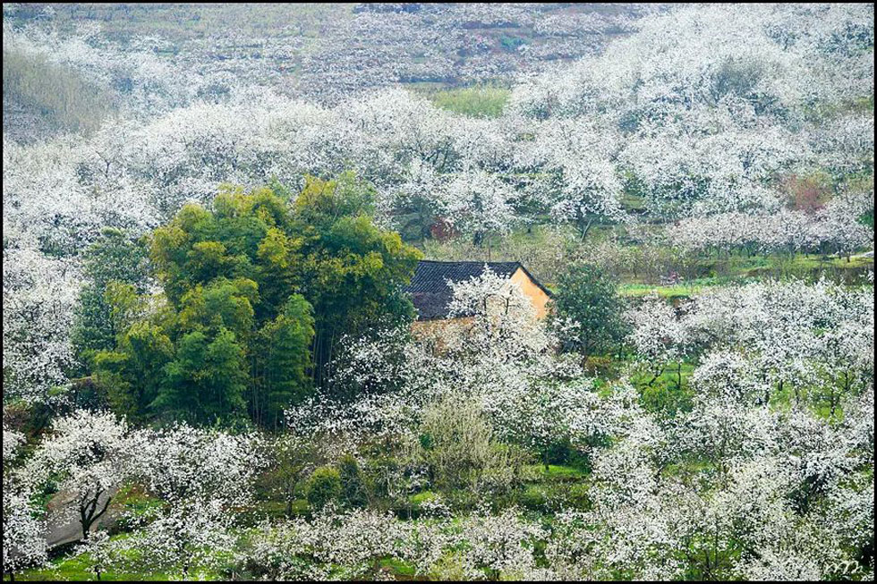 【春天,广西桂林灌阳县向您发出邀请!】我们在灌阳看梨花 - 游山玩水 - 包头生活社区 - 包头28生活网 bt.28life.com