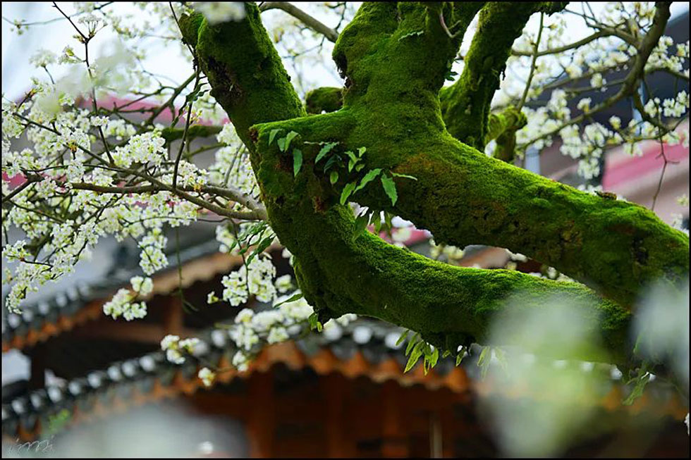 【春天,广西桂林灌阳县向您发出邀请!】我们在灌阳看梨花 - 游山玩水 - 包头生活社区 - 包头28生活网 bt.28life.com