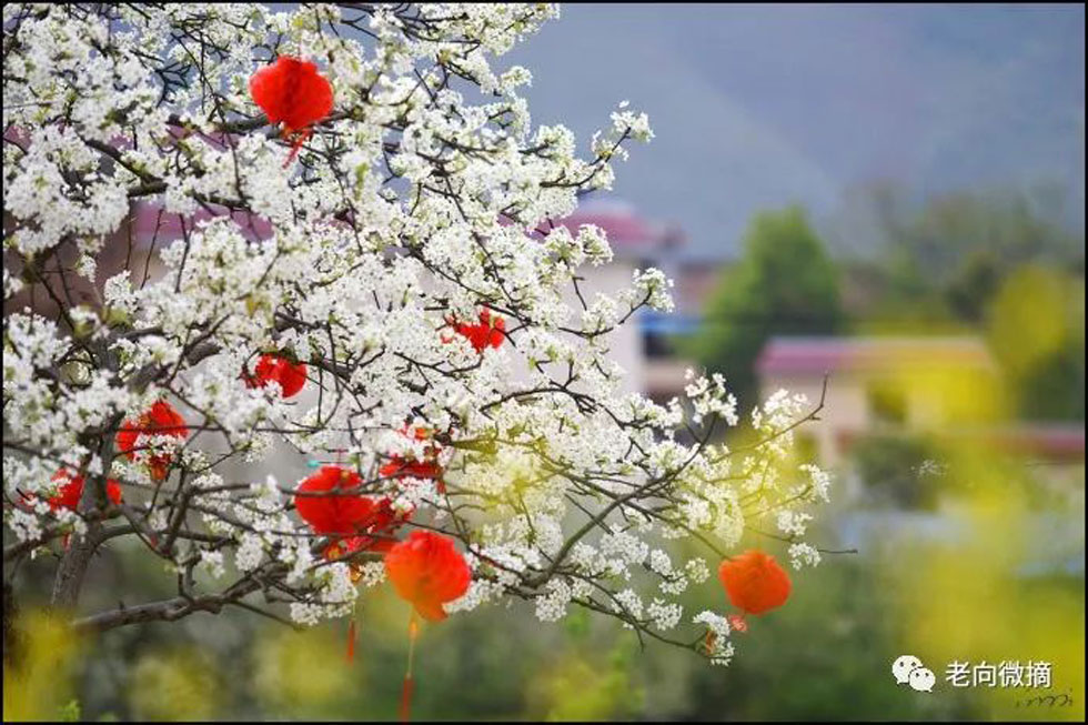 【春天,广西桂林灌阳县向您发出邀请!】我们在灌阳看梨花 - 游山玩水 - 包头生活社区 - 包头28生活网 bt.28life.com