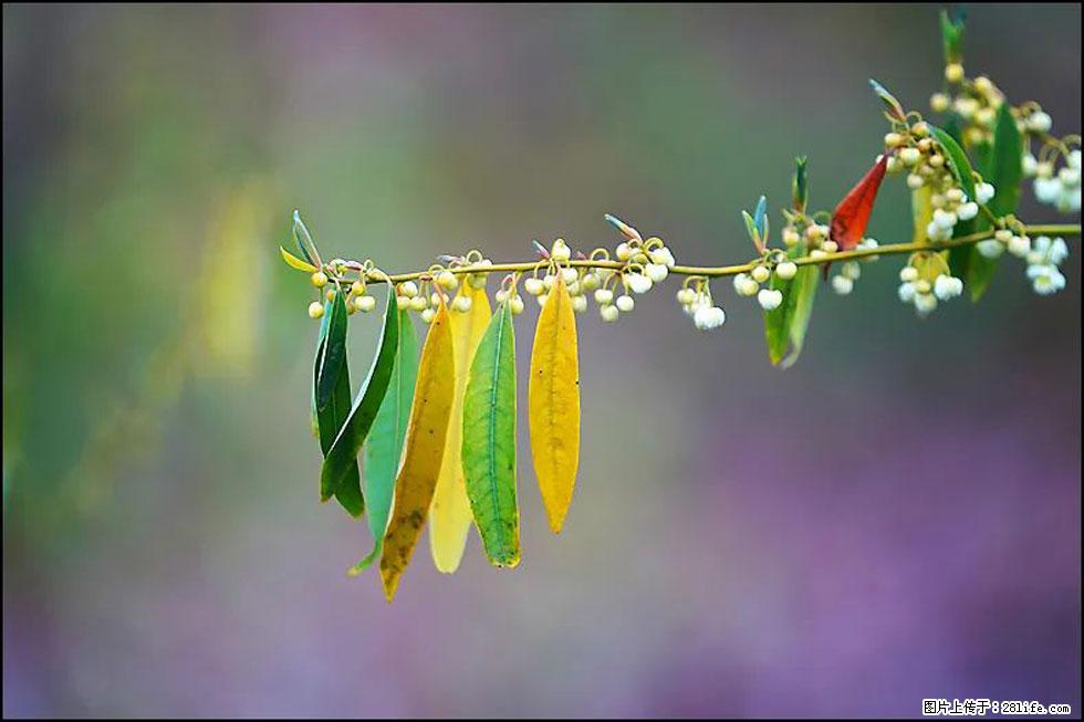 【春天，广西桂林灌阳县向您发出邀请！】米珠山前有片山苍子花在飘香 - 游山玩水 - 包头生活社区 - 包头28生活网 bt.28life.com