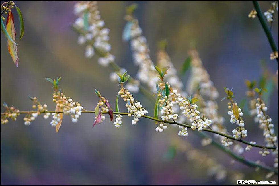【春天，广西桂林灌阳县向您发出邀请！】米珠山前有片山苍子花在飘香 - 游山玩水 - 包头生活社区 - 包头28生活网 bt.28life.com