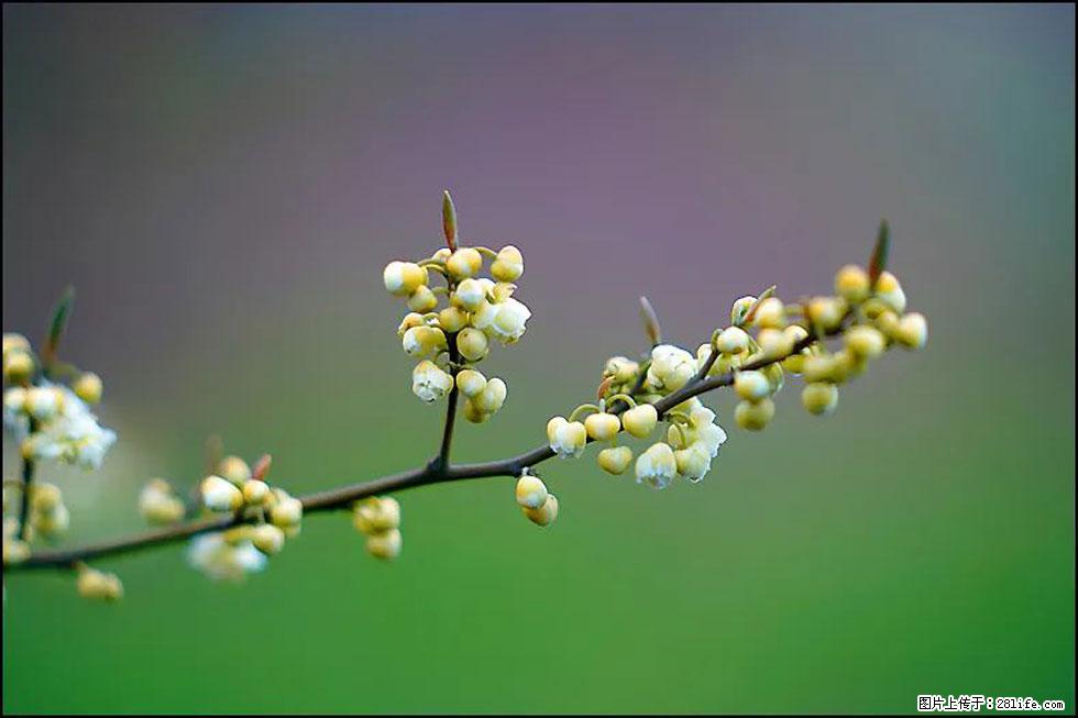 【春天，广西桂林灌阳县向您发出邀请！】米珠山前有片山苍子花在飘香 - 游山玩水 - 包头生活社区 - 包头28生活网 bt.28life.com