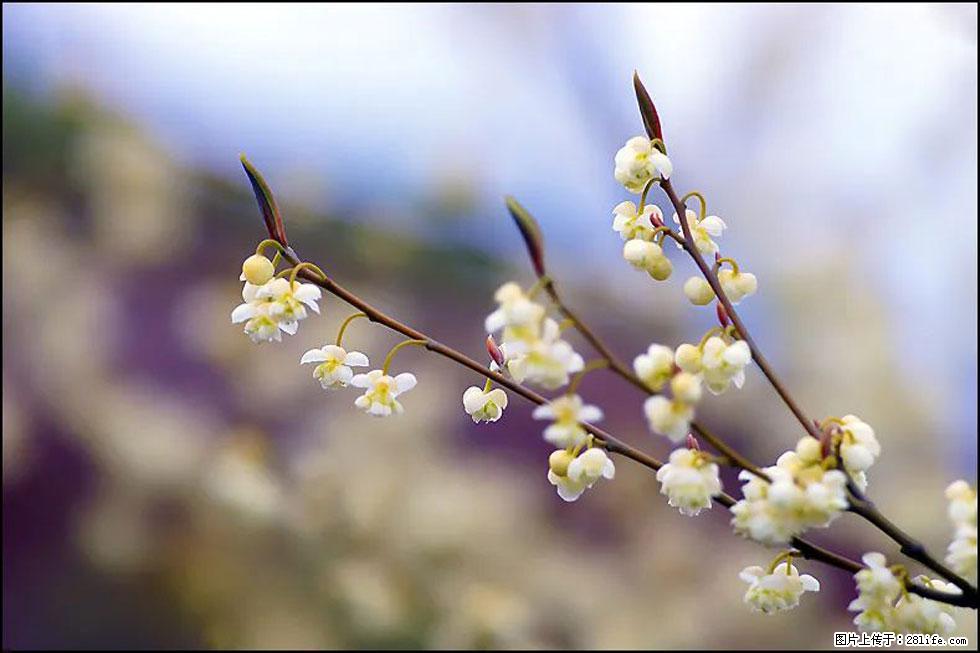 【春天，广西桂林灌阳县向您发出邀请！】米珠山前有片山苍子花在飘香 - 游山玩水 - 包头生活社区 - 包头28生活网 bt.28life.com