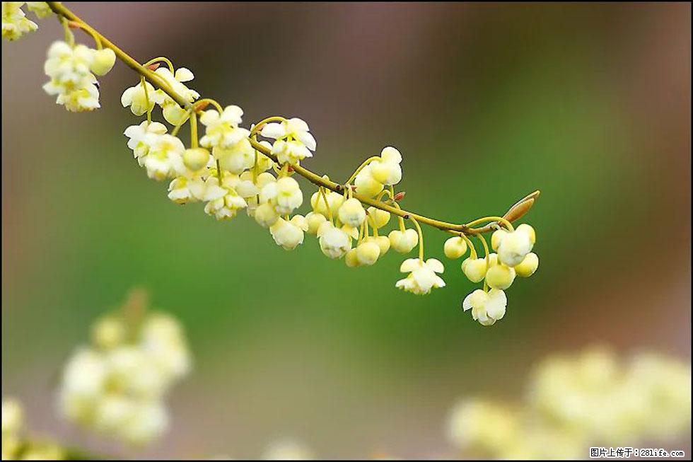 【春天，广西桂林灌阳县向您发出邀请！】米珠山前有片山苍子花在飘香 - 游山玩水 - 包头生活社区 - 包头28生活网 bt.28life.com