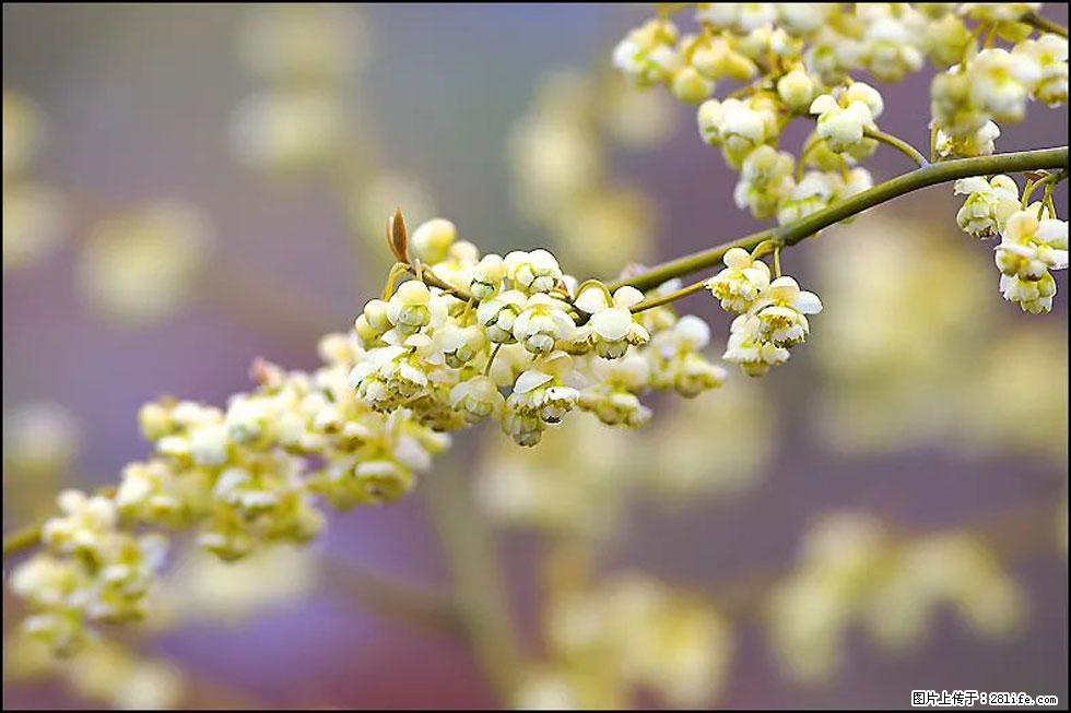 【春天，广西桂林灌阳县向您发出邀请！】米珠山前有片山苍子花在飘香 - 游山玩水 - 包头生活社区 - 包头28生活网 bt.28life.com