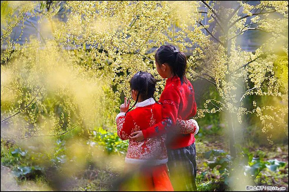 【春天，广西桂林灌阳县向您发出邀请！】米珠山前有片山苍子花在飘香 - 游山玩水 - 包头生活社区 - 包头28生活网 bt.28life.com