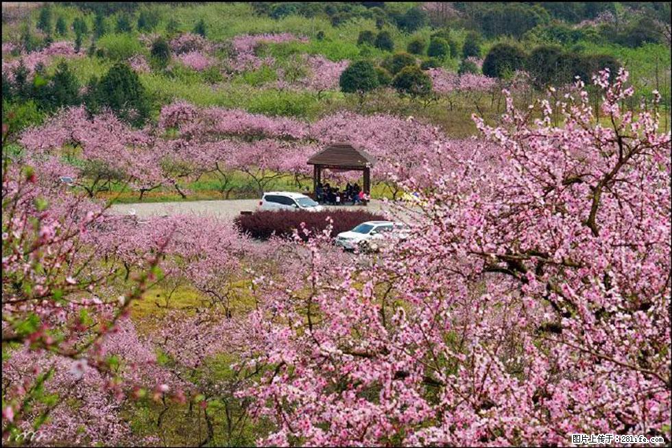 【春天,广西桂林灌阳县向您发出邀请!】官庄村有个醉美的桃花园 - 游山玩水 - 包头生活社区 - 包头28生活网 bt.28life.com