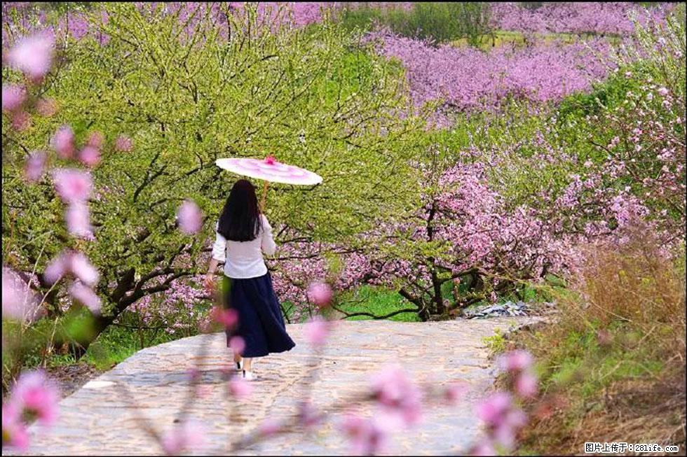 【春天,广西桂林灌阳县向您发出邀请!】官庄村有个醉美的桃花园 - 游山玩水 - 包头生活社区 - 包头28生活网 bt.28life.com