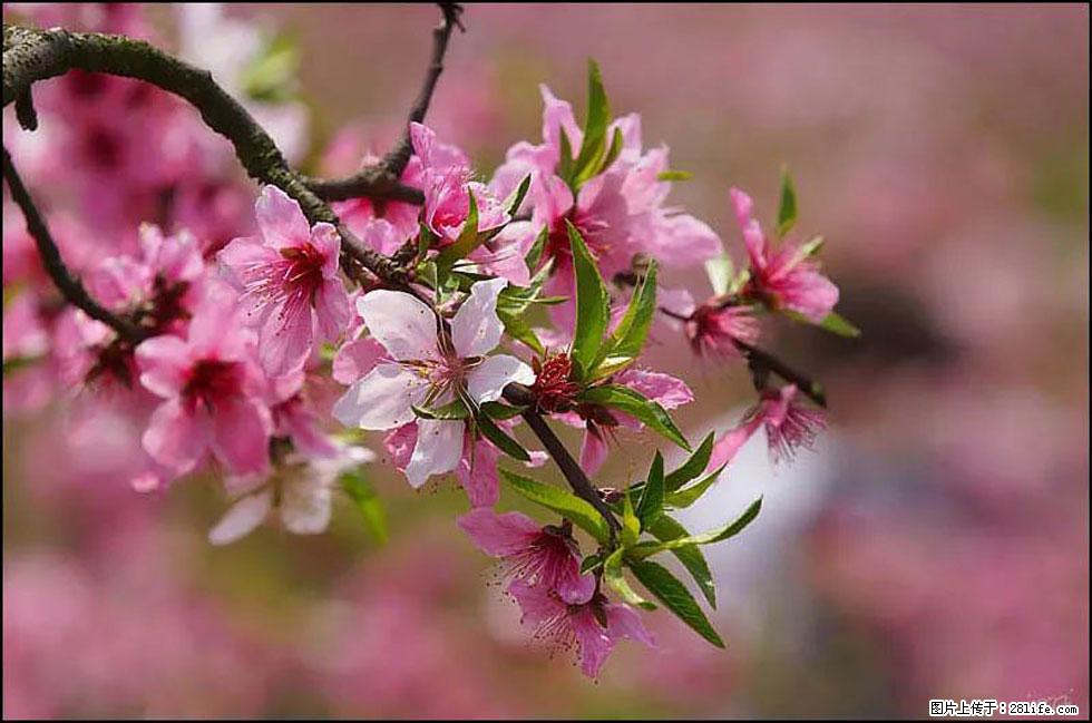 【春天,广西桂林灌阳县向您发出邀请!】官庄村有个醉美的桃花园 - 游山玩水 - 包头生活社区 - 包头28生活网 bt.28life.com