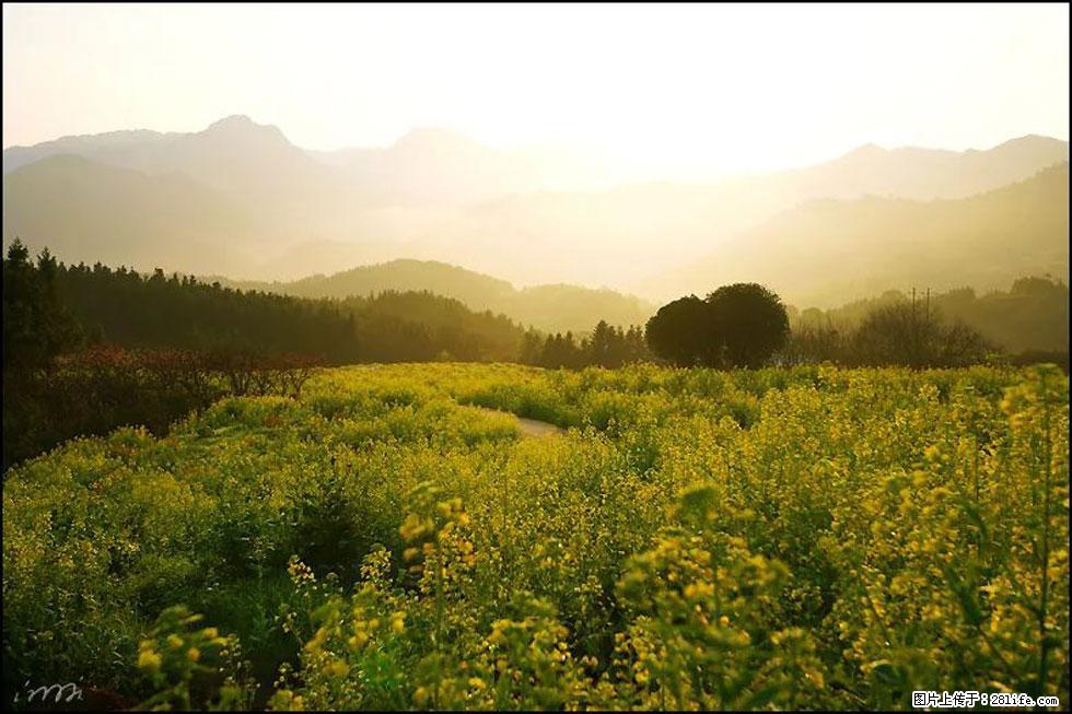 【春天,广西桂林灌阳县向您发出邀请!】长坪村油菜盛情花开 - 游山玩水 - 包头生活社区 - 包头28生活网 bt.28life.com