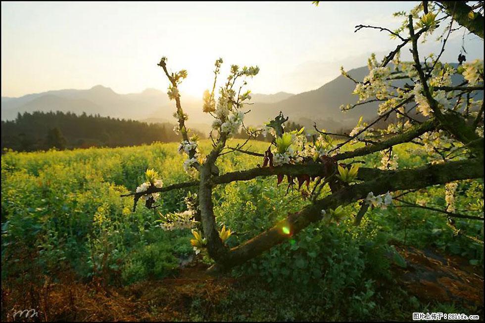 【春天,广西桂林灌阳县向您发出邀请!】长坪村油菜盛情花开 - 游山玩水 - 包头生活社区 - 包头28生活网 bt.28life.com