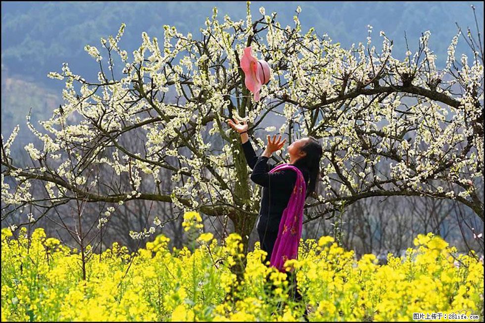 【春天,广西桂林灌阳县向您发出邀请!】长坪村油菜盛情花开 - 游山玩水 - 包头生活社区 - 包头28生活网 bt.28life.com