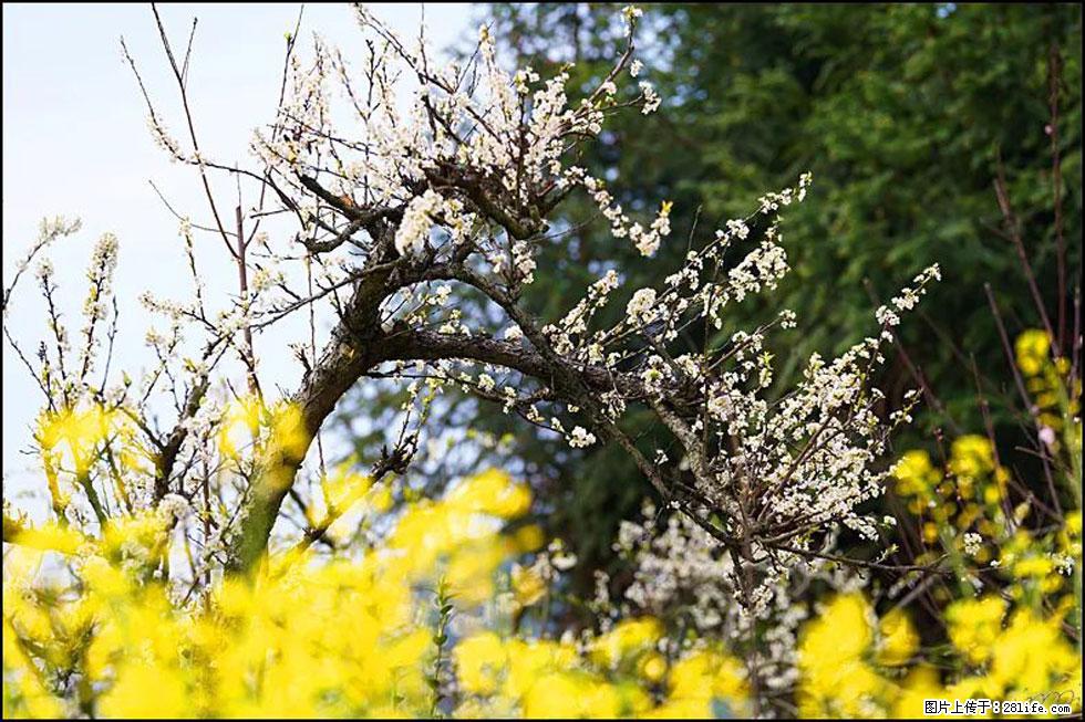 【春天,广西桂林灌阳县向您发出邀请!】长坪村油菜盛情花开 - 游山玩水 - 包头生活社区 - 包头28生活网 bt.28life.com