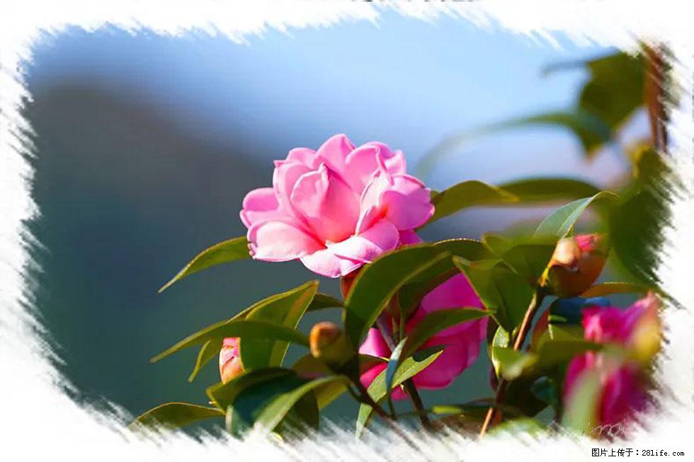 【春天,广西桂林灌阳县向您发出邀请!】杨柳井茶花惹人爱 - 游山玩水 - 包头生活社区 - 包头28生活网 bt.28life.com