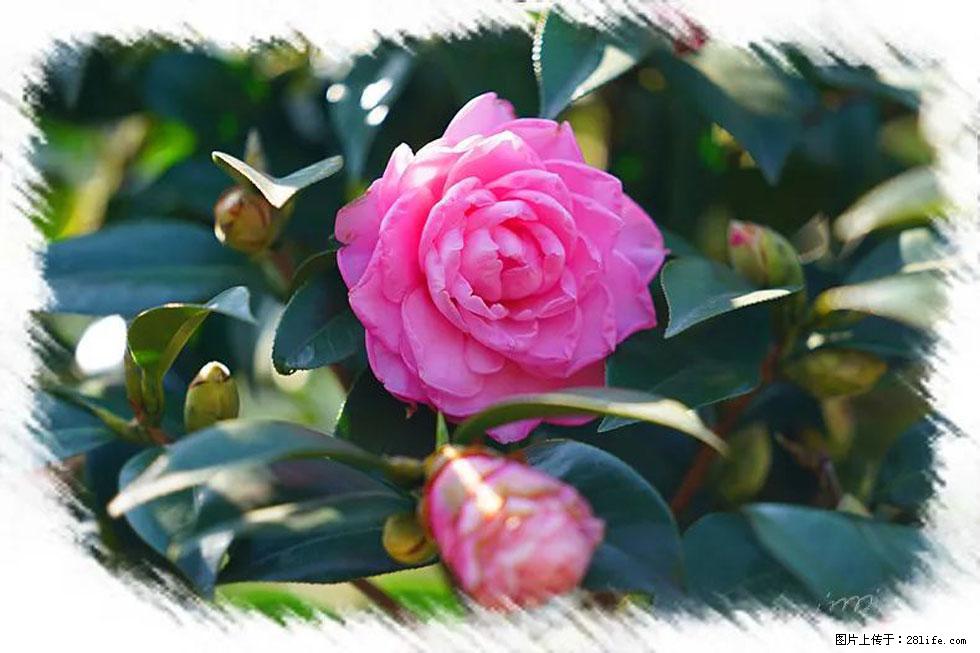 【春天,广西桂林灌阳县向您发出邀请!】杨柳井茶花惹人爱 - 游山玩水 - 包头生活社区 - 包头28生活网 bt.28life.com