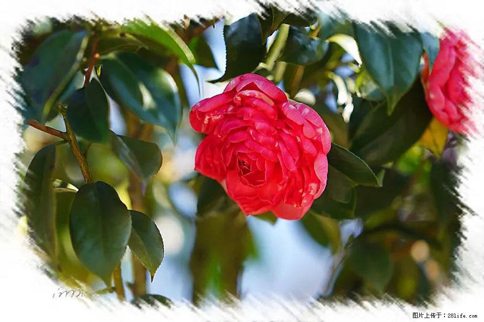 【春天,广西桂林灌阳县向您发出邀请!】杨柳井茶花惹人爱 - 游山玩水 - 包头生活社区 - 包头28生活网 bt.28life.com