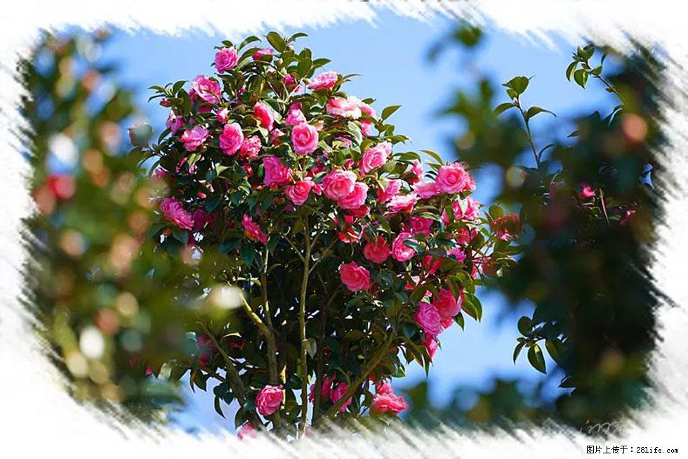 【春天,广西桂林灌阳县向您发出邀请!】杨柳井茶花惹人爱 - 游山玩水 - 包头生活社区 - 包头28生活网 bt.28life.com