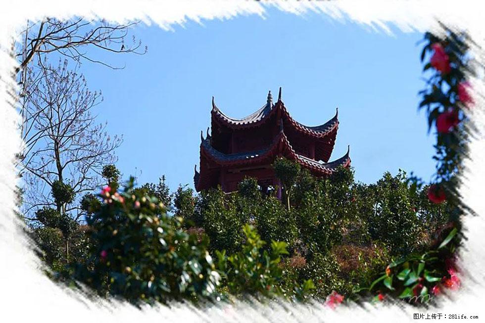 【春天,广西桂林灌阳县向您发出邀请!】杨柳井茶花惹人爱 - 游山玩水 - 包头生活社区 - 包头28生活网 bt.28life.com