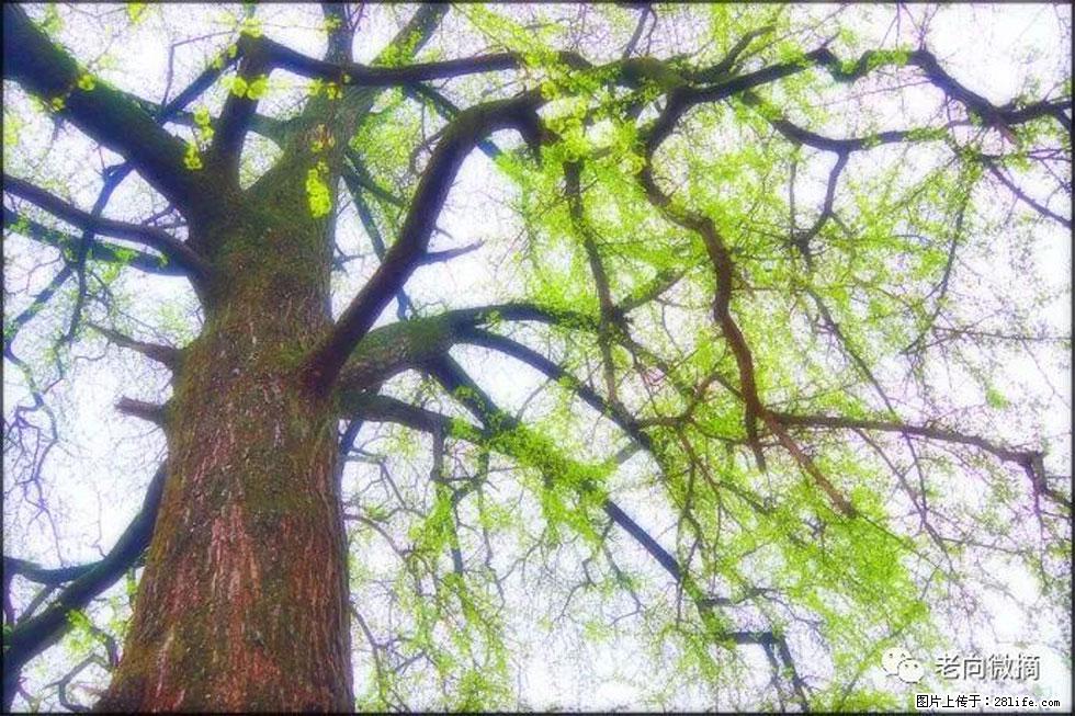 【春天,广西桂林灌阳县向您发出邀请!】在小龙村与春天约会 - 游山玩水 - 包头生活社区 - 包头28生活网 bt.28life.com