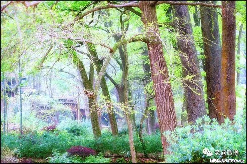 【春天,广西桂林灌阳县向您发出邀请!】在小龙村与春天约会 - 游山玩水 - 包头生活社区 - 包头28生活网 bt.28life.com