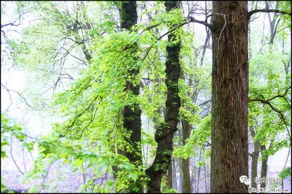 【春天,广西桂林灌阳县向您发出邀请!】在小龙村与春天约会 - 游山玩水 - 包头生活社区 - 包头28生活网 bt.28life.com