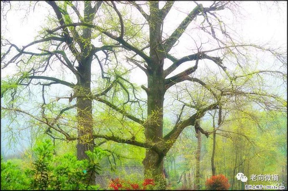 【春天,广西桂林灌阳县向您发出邀请!】在小龙村与春天约会 - 游山玩水 - 包头生活社区 - 包头28生活网 bt.28life.com