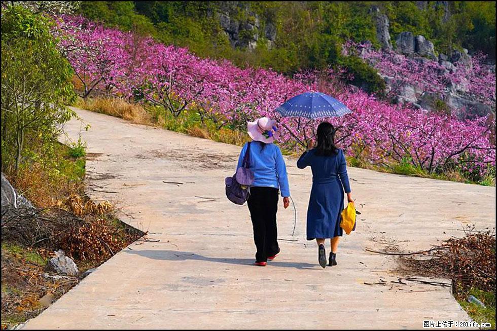 【春天,广西桂林灌阳县向您发出邀请!】望月岭上桃花开 - 游山玩水 - 包头生活社区 - 包头28生活网 bt.28life.com