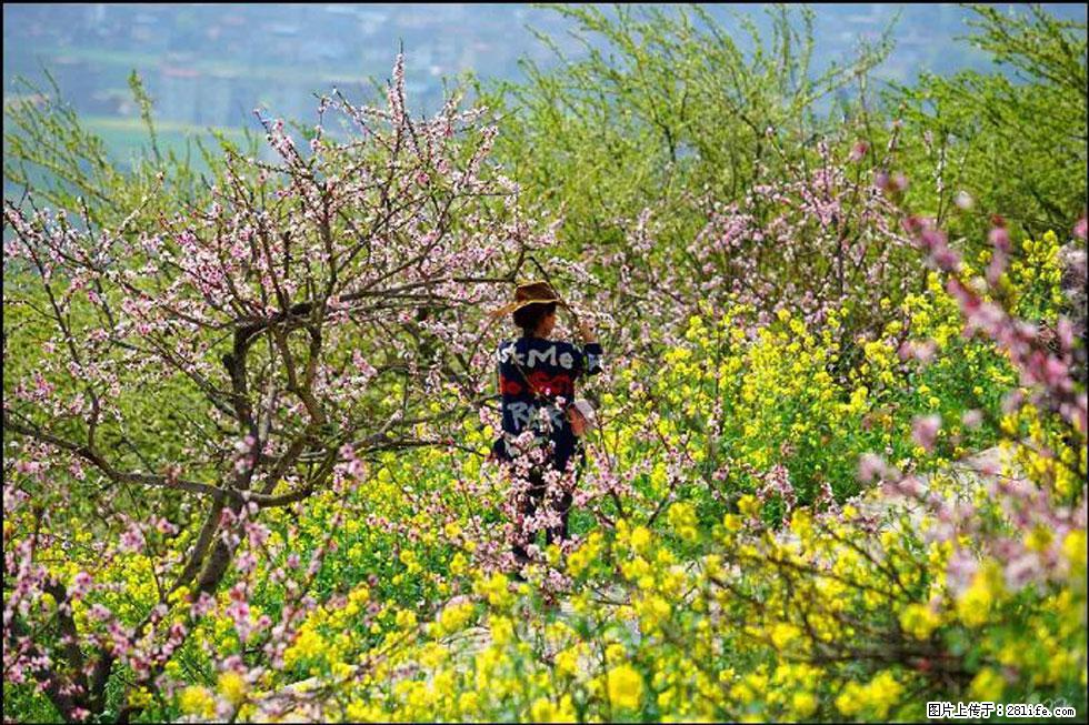 【春天,广西桂林灌阳县向您发出邀请!】望月岭上桃花开 - 游山玩水 - 包头生活社区 - 包头28生活网 bt.28life.com