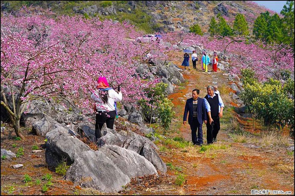 【春天,广西桂林灌阳县向您发出邀请!】望月岭上桃花开 - 游山玩水 - 包头生活社区 - 包头28生活网 bt.28life.com