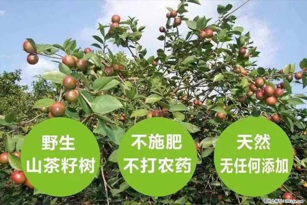 【灌阳县油茶产业示范区】一个有着充实的精神生活的人，对待身外之物自会有一种淡泊的态度 - 土特产 - 饮食特产 - 包头分类信息 - 包头28生活网 bt.28life.com