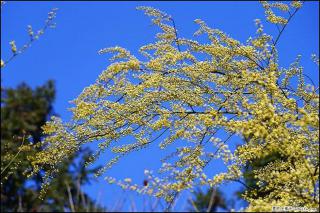 【春天，广西桂林灌阳县向您发出邀请！】米珠山前有片山苍子花在飘香