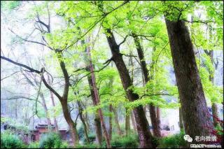 【春天，广西桂林灌阳县向您发出邀请！】在小龙村与春天约会