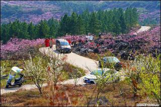 【春天，广西桂林灌阳县向您发出邀请！】望月岭上桃花开