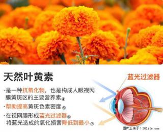 叶黄素有什么功效和作用