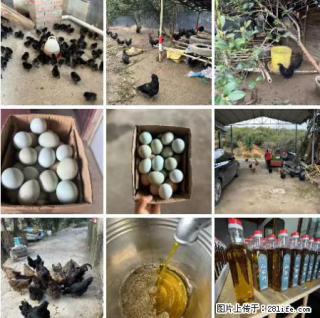 油茶园从小鸡仔开始养起的纯土鸡、土鸡蛋可以预定啦！还有前几天刚榨的纯山茶油哦