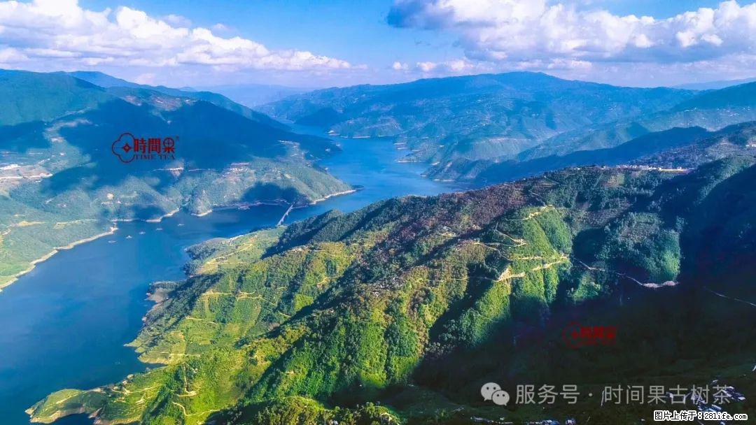 时间果百年古树龙珠普洱生茶 - 购物交流 - 包头生活社区 - 包头28生活网 bt.28life.com