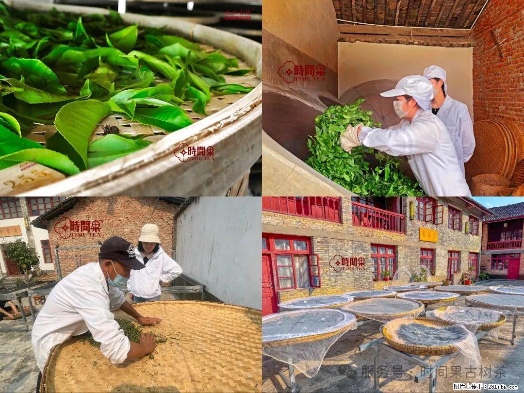 时间果百年古树龙珠普洱生茶 - 购物交流 - 包头生活社区 - 包头28生活网 bt.28life.com