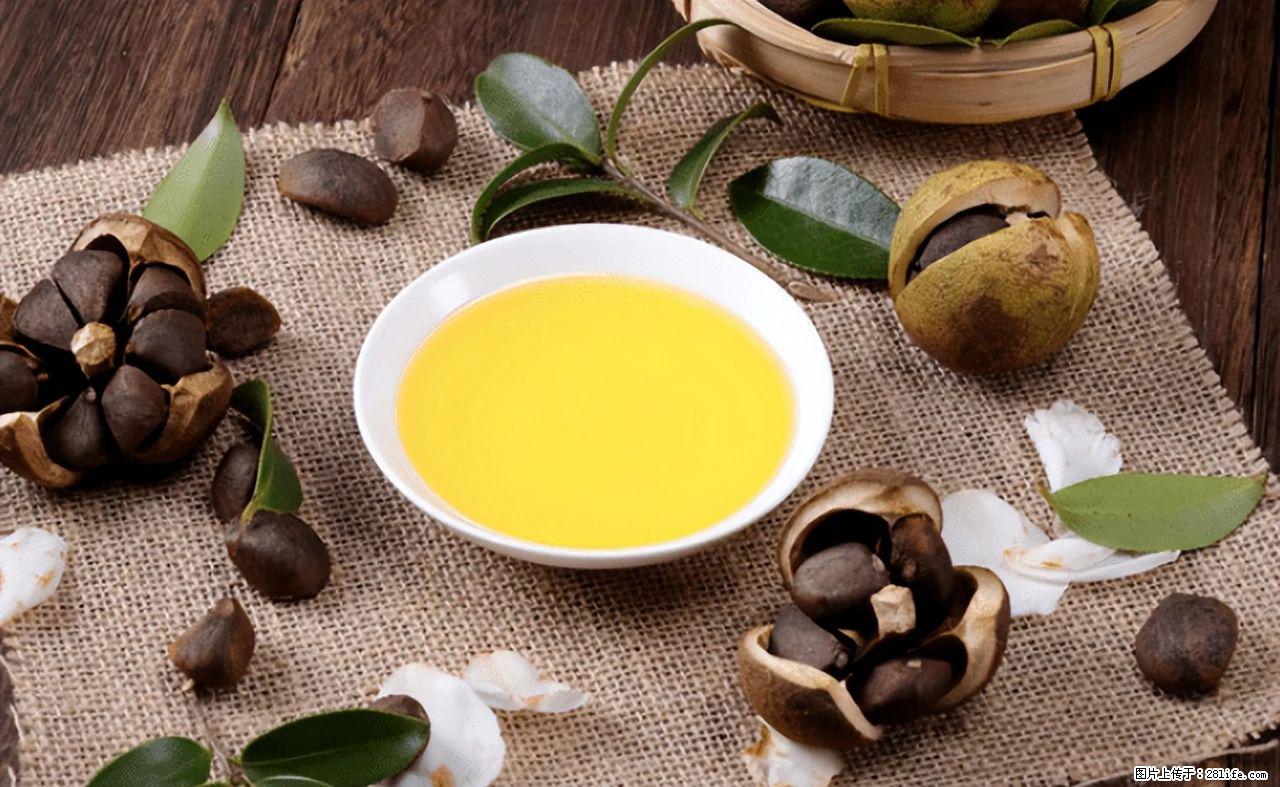 揭秘茶油的5大核心营养成分!被称为人体健康的“守护盾”! - 包头生活资讯 - 包头28生活网 bt.28life.com
