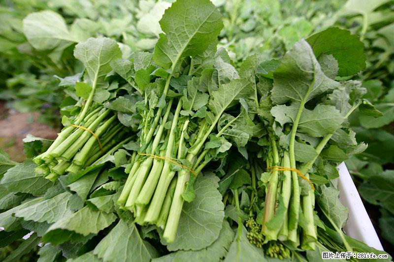 这些蔬菜是“天然钙片”，这6种被医生重点推荐 - 包头生活资讯 - 包头28生活网 bt.28life.com